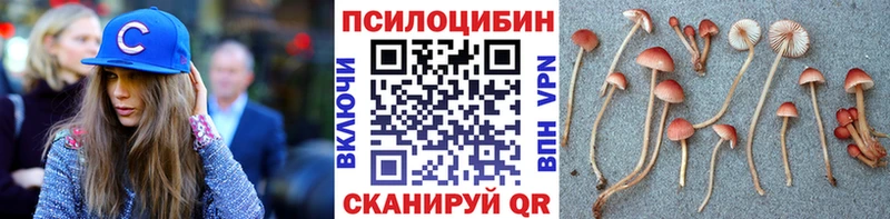 ссылка на мегу   Гвардейск  Галлюциногенные грибы Psilocybine cubensis 